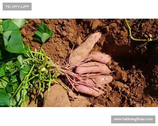 高地红石榴种植实用技巧指南及常见问题解决方案 高地红石榴种植实用技巧指南及常见问题解决方案